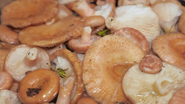 Lots of Mushrooms Soaked in Water in Espoo Finland