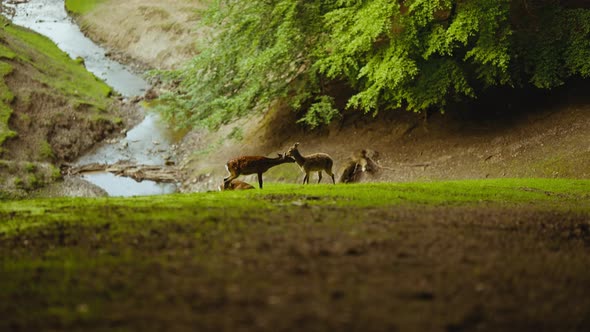 Deer Grazing On Grassy Hillside In Forest alt