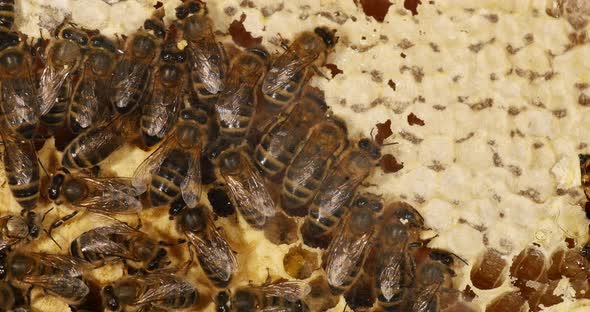 European Honey Bee, apis mellifera, bees that move honey to make room for brood alt