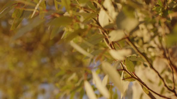 Olive Leaves At Sunset Light alt