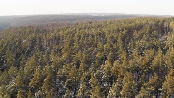 Return Drone Flying Over Forest with Pine Trees on Winter Day in Clear Frosty Weather alt