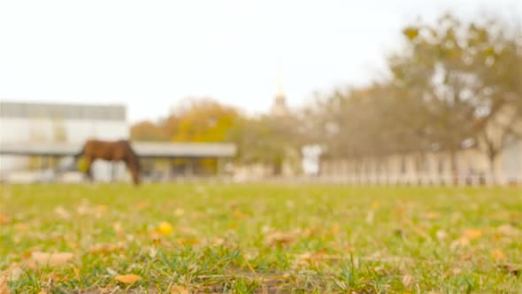 A Horse in the Distance is Stored on the Farm
