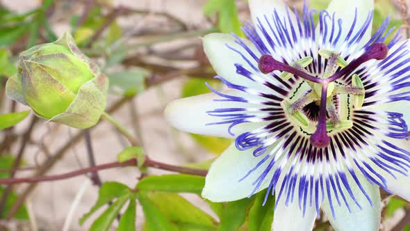 Blooming blue Passion Flower. Beautiful Passiflora Caerulea also known as Passion Flower