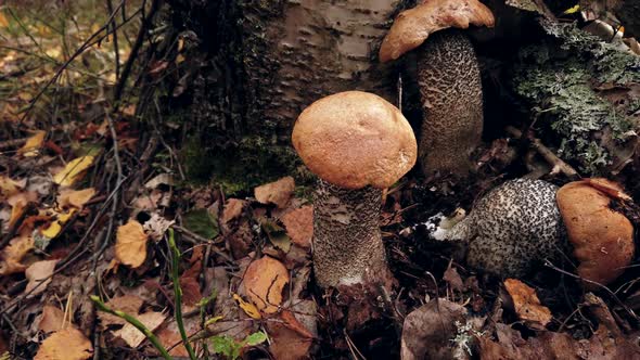 Aspen Mushrooms Grow Under a Birch Tree