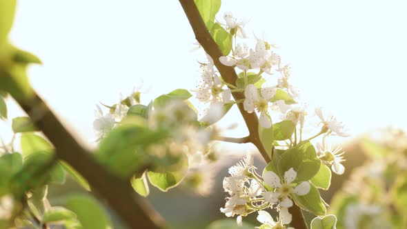 Pears Flowers on Branch of Tree in Orchard for Food Outside