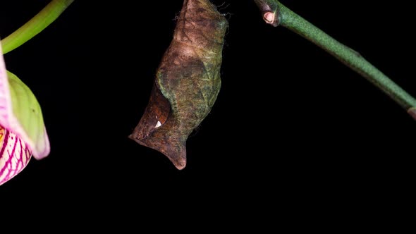 The Process of Emergence of Owl Butterfly From the Pupa Time Lapse the Butterfly is Born From alt