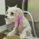 Bolonka Maltese shivering from cold after washing and painting ears pink