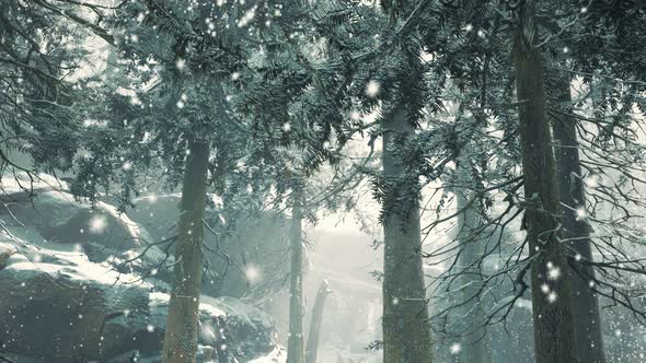 Heavy Snowstorm in Conifer Forest alt