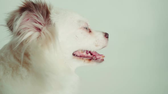 Funny White Dog with Blue Eyes on White Background alt