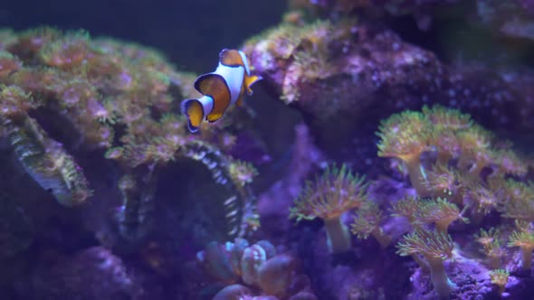 Clown fish in the anemone, colorful healthy coral reef.