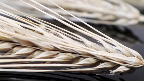 Ears of dry wheat macro on glossy surface zoom in