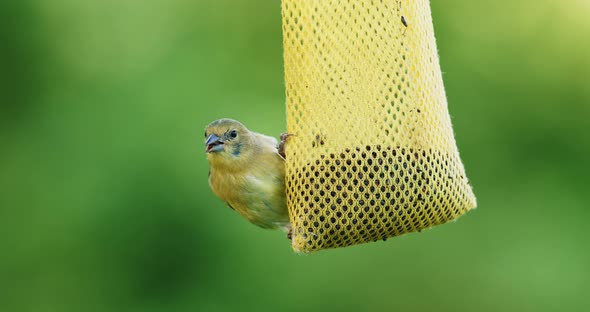 Small bird eating seeds from bird feeder