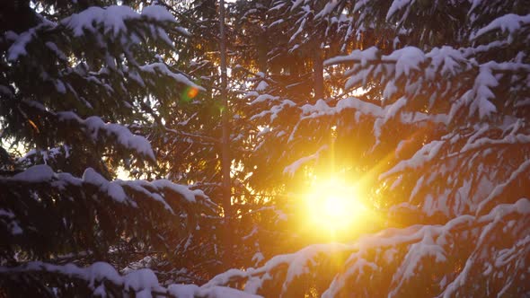 Sun Shining Rays of Light  Through Tree Branches in Winter Forest