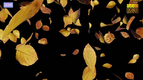 Falling Leaves HD