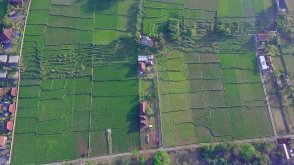Aerial drone view of the green farming fields in Indonesia. alt