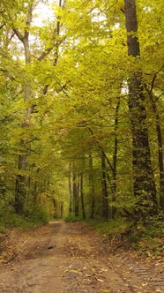 Vertical Video Autumn Forest with Trees By Day Slow Motion alt