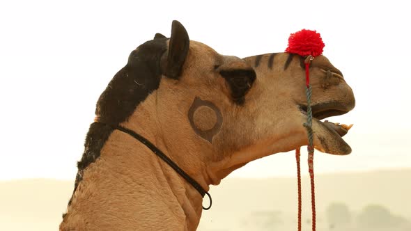 Camels at the Pushkar Fair Also Called the Pushkar Camel Fair or Locally As Kartik Mela alt