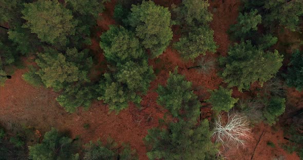 Aerial View Tall Pines and Fir Trees Stand in a Coniferous Forest Autumn Nature alt