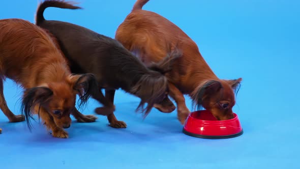 Four Russian Toy Terriers Walk Up to a Red Bowl of Pet Food Eat and Leave alt
