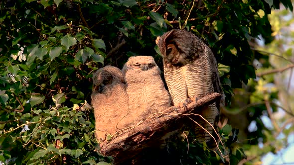 Great Horned Owls alt