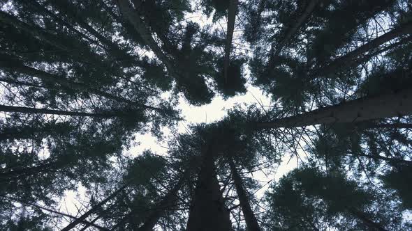Pine Trees Blowing in the Wind , Bottom View alt
