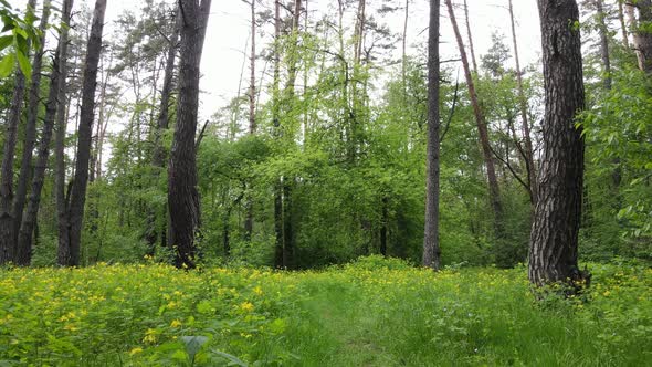 Wild Forest Landscape on a Summer Day alt