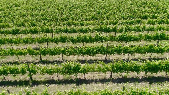 Rows Of Vineyard alt