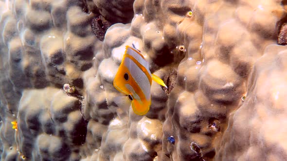 Copperband Butterflyfish or Chelmon Rostratus Fish with Long Nose in Andaman Sea Thailand alt
