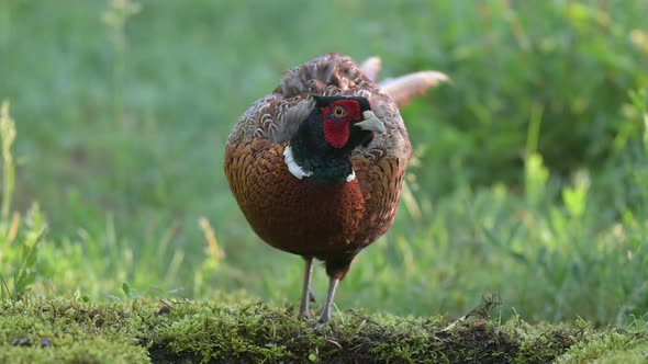 Birds Common pheasant Phasianus colchicus. In the habitat, drinks water alt