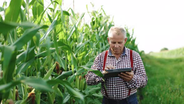 Senior Farmer Business Owner Looks in Tablet in Corn Field
