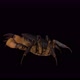 4K Crab Walking - VideoHive Item for Sale