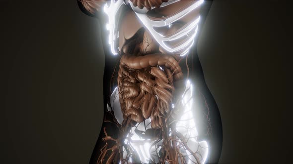 Transparent Human Body with Visible Bones alt