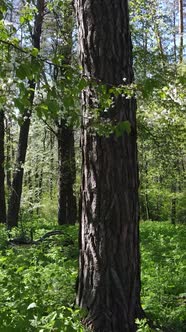 Vertical Video of Green Forest During the Day alt