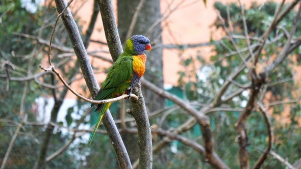 Superb parrot sitting on a brunch of a tree. alt