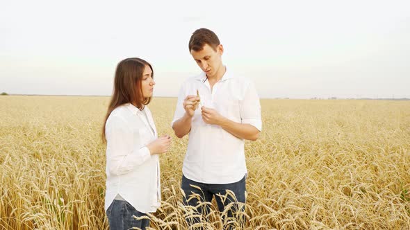 Man and a Woman in White Shirts Analyze Ears of Ripe Wheat in a Field alt
