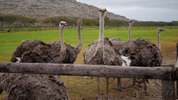 Ostriches have their feathers ruffled in high winds at Cape Point, Cape Town. alt