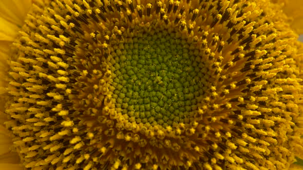 Rotation Sunflower Head