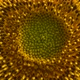 Rotation Sunflower Head - VideoHive Item for Sale