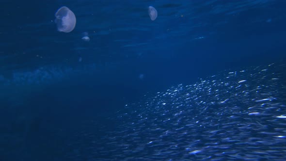 Underwater Blue Fish alt