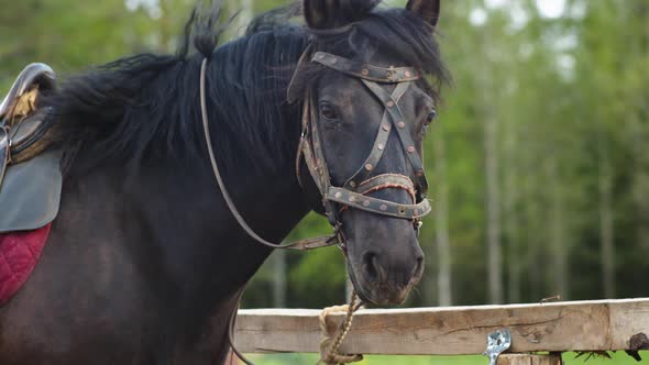 A Darkcolored Horse Stands in a Paddock alt