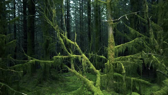 Panning Across a Spooky Forest