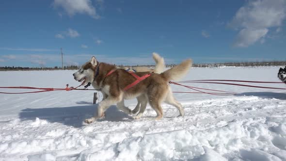 Dogs Harnessed By Dogs Breed Husky Pull Sled with People Slow Motion Video Loop alt
