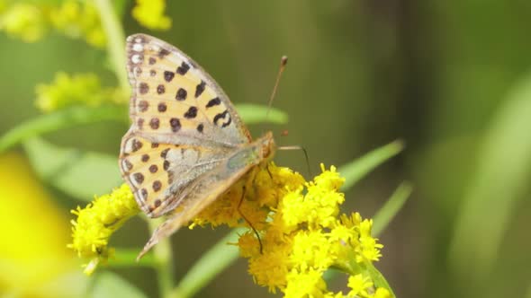 Butterfly Queen of Spain Fritillary Issoria Lathonia is Butterfly of Family Nymphalidae alt