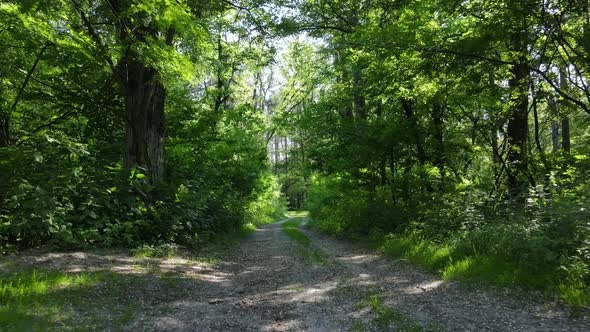 Beautiful Green Forest on a Summer Day Slow Motion alt