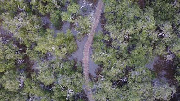 Aerial view of mangrove swamp
