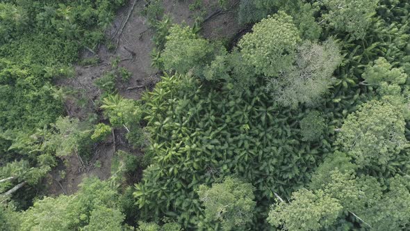 Acai trees berry plantation crops in the Amazon alt