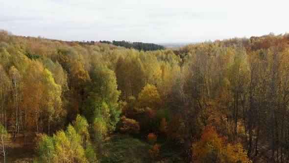 Flying above trees covered with yellow leaves. Autumn forest.
