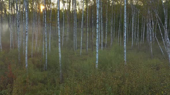 View of Birch Trees alt