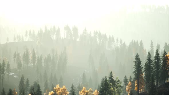 Sunlight in Spruce Forest in the Fog on the Background of Mountains at Sunset alt