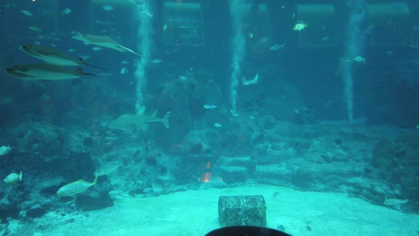 The Underwater World alt